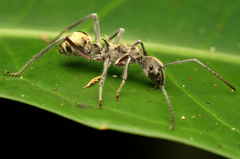 Polyrhachis sexspinosa
