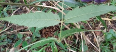 Aralia decaisneana