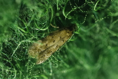 Pseudotelphusa paripunctella