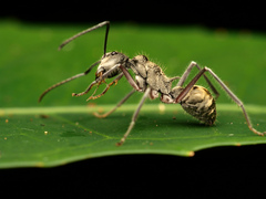 Polyrhachis sexspinosa