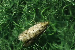Pseudotelphusa paripunctella