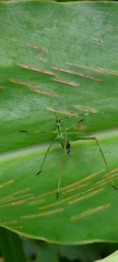 Phaneroptera nigroantennata