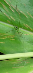 Phaneroptera nigroantennata
