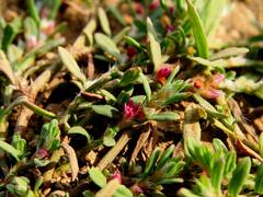 Polygonum plebeium