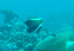 Heniochus varius