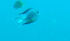 Amblyglyphidodon leucogaster