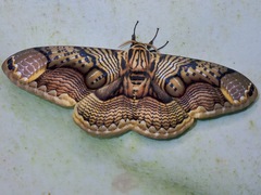 Brahmaea hearseyi