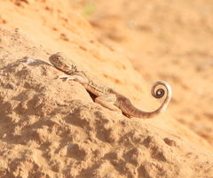 Phrynocephalus guttatus