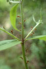 Uroleucon eupatoricolens