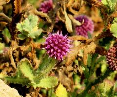 Sphaeranthus indicus