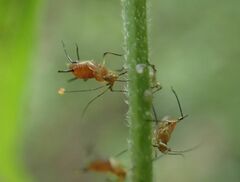 Uroleucon eupatoricolens