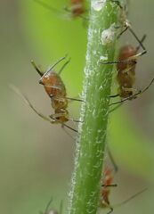 Uroleucon eupatoricolens