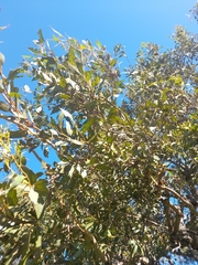 Eucalyptus staeri