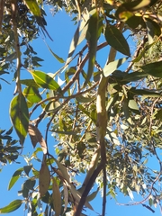 Eucalyptus staeri