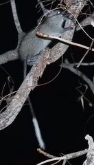 Mesembriomys gouldii