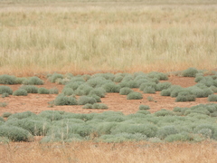 Ceratocarpus arenarius