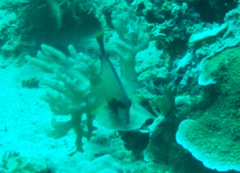 Acanthurus pyroferus