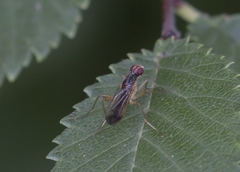 Norellia