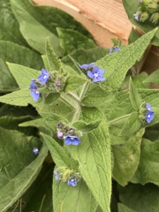 Pentaglottis sempervirens