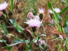 Tricholepis amplexicaulis