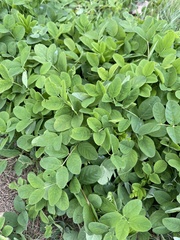 Astragalus glycyphyllos