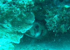 Diodon liturosus