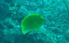 Apolemichthys trimaculatus