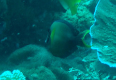 Acanthurus pyroferus
