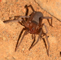 Rhaeboctesis