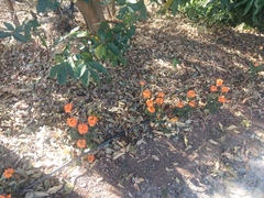 Crossandra infundibuliformis
