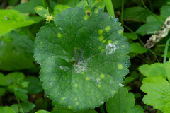 Entyloma
