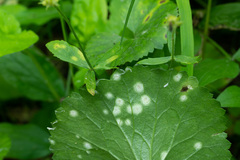 Entyloma