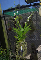 Angraecum eburneum