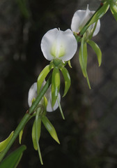Angraecum eburneum