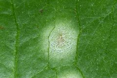 Entyloma