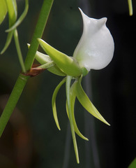 Angraecum eburneum