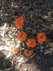 Crossandra infundibuliformis