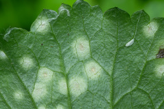 Entyloma