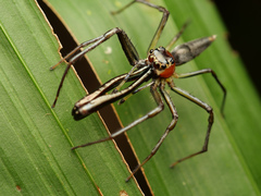 Bathippus