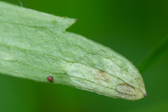 Entyloma