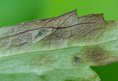 Entyloma