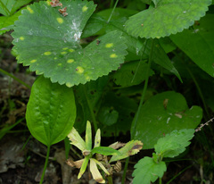 Entyloma