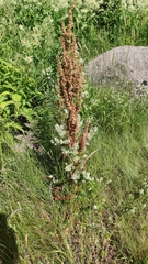 Rumex