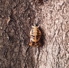Harmonia axyridis