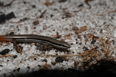 Lerista elegans