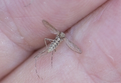Aedes caspius