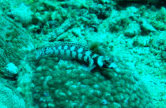 Parapercis tetracantha