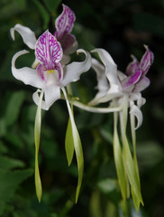 Dendrobium stratiotes