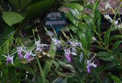 Dendrobium stratiotes