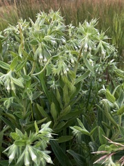 Lithospermum occidentale